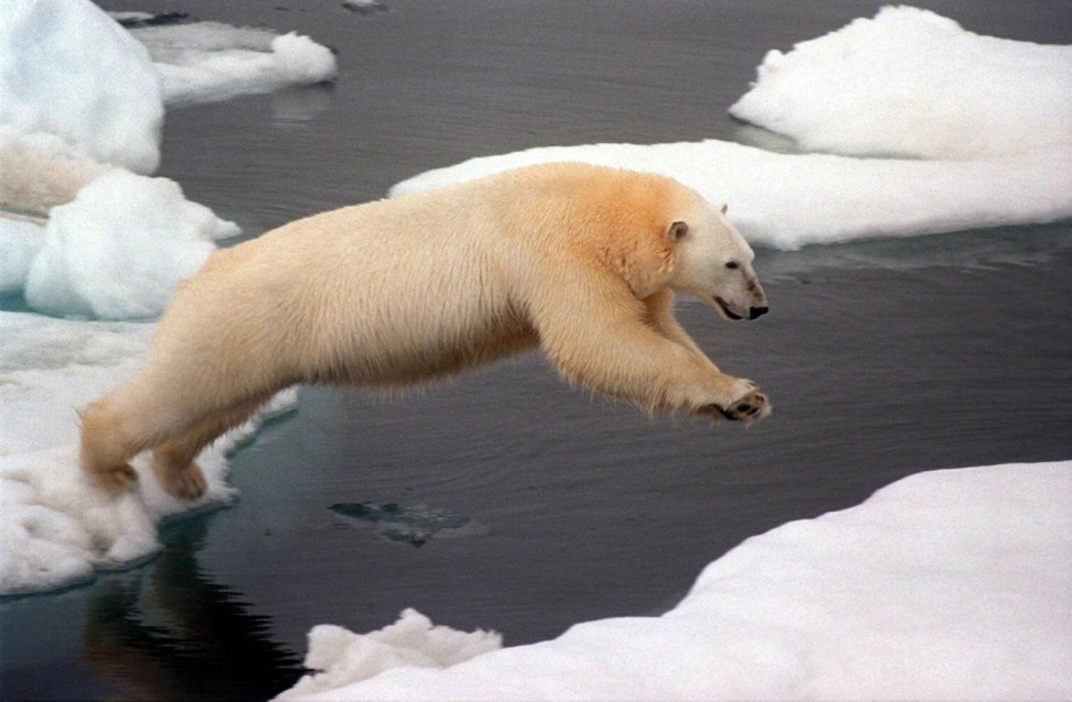 Eisbären vom Aussterben bedroht
