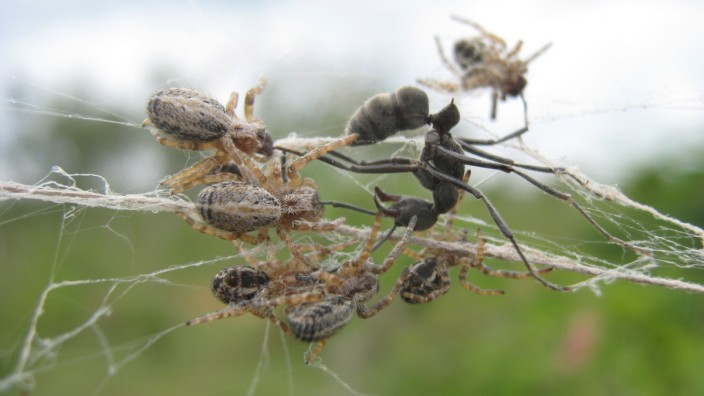 Spinnen der Art Stegodyphus sarasinorum
