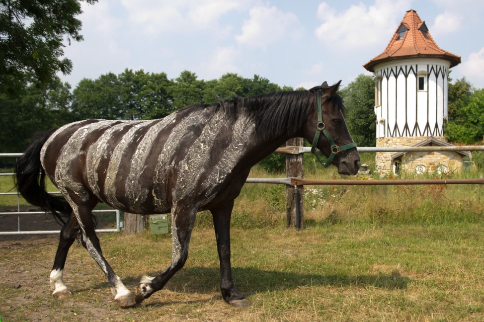 Pferd mit Zebrastreifen