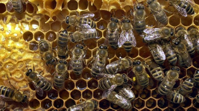 Kälte lässt Bienen im Stock ausharren