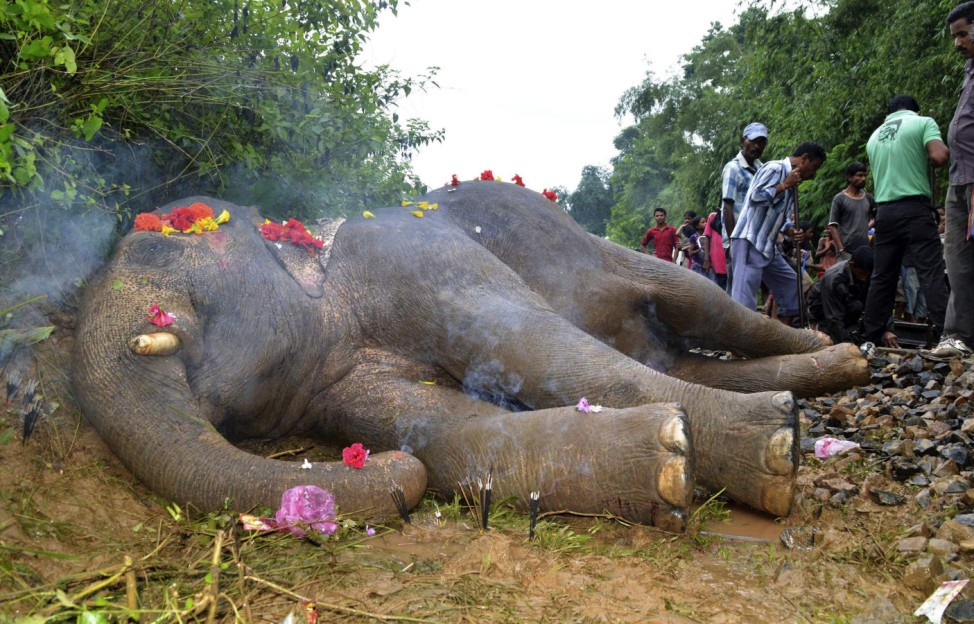 Incense sticks offered by villagers are pictured around the body of a wild elephant after it was hit by a train at a railway track in Nagaon