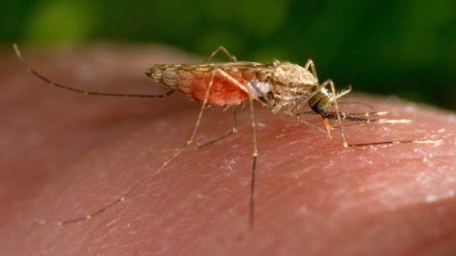 Entwicklung von Impfstoff: Moskitos der Art Anopheles gambiae übertragen Malaria-Parasiten