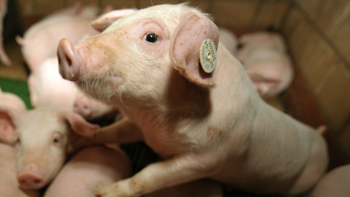 Schweinezucht in Bieste