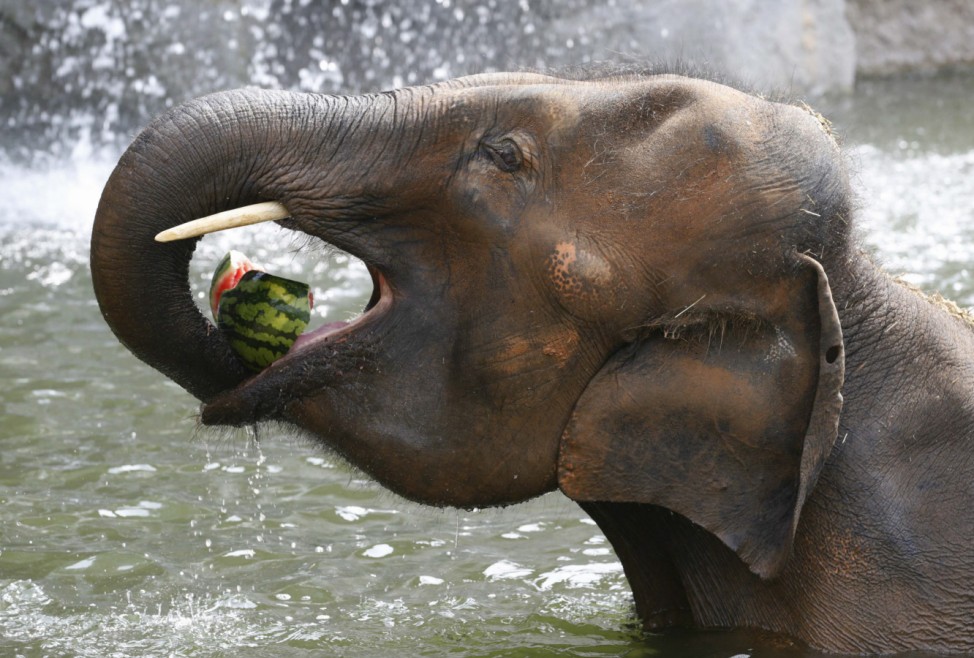 Ein Elefant frisst im Unterhaltungspark "Everland" in Jongin, 50 km südlich von Seoul, eine Wassermelone.