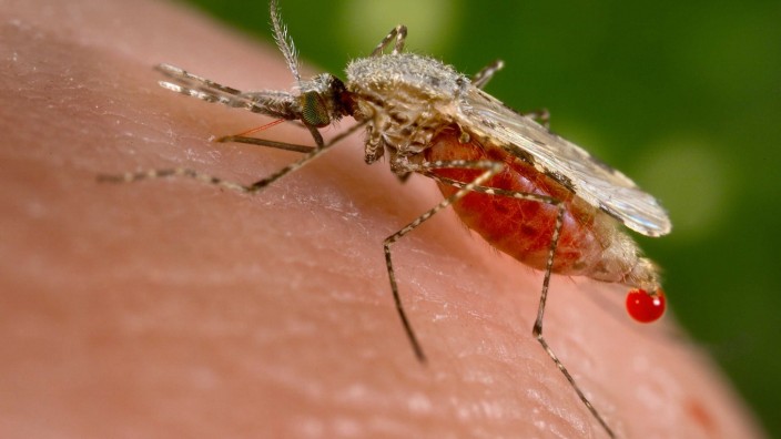 Malalria-Mücke