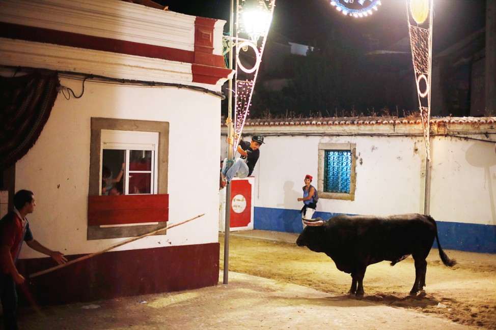 A man climbs up a pole near a bull during the 'Barrete Verde e das Salinas' festival in Alcochete