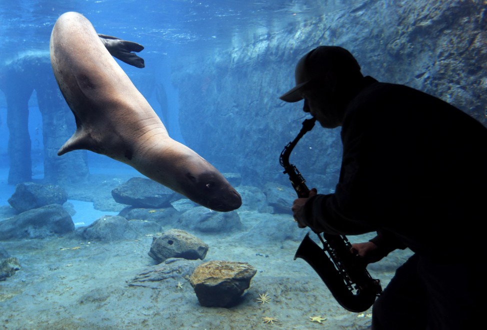 Steve Westnedge plays his saxophone for a Leopard Seal known as 'Casey' as part of a study on the animal's reactions to different sounds at Sydney's Taronga Zoo