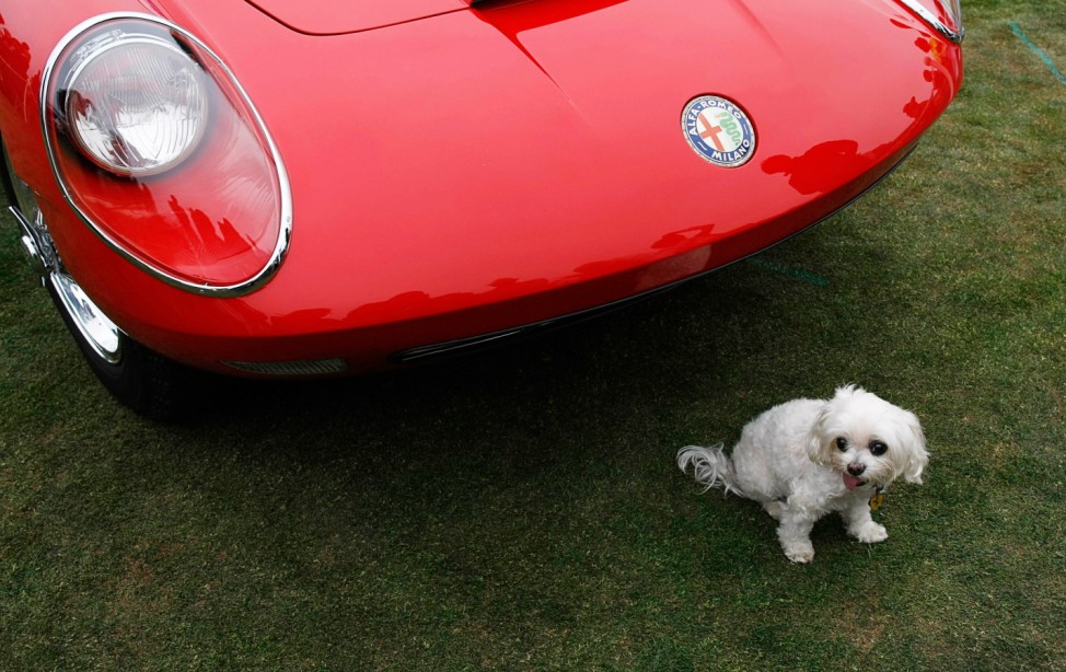 Enzo the dog rests during the Concours d'Elegance in Pebble Beach