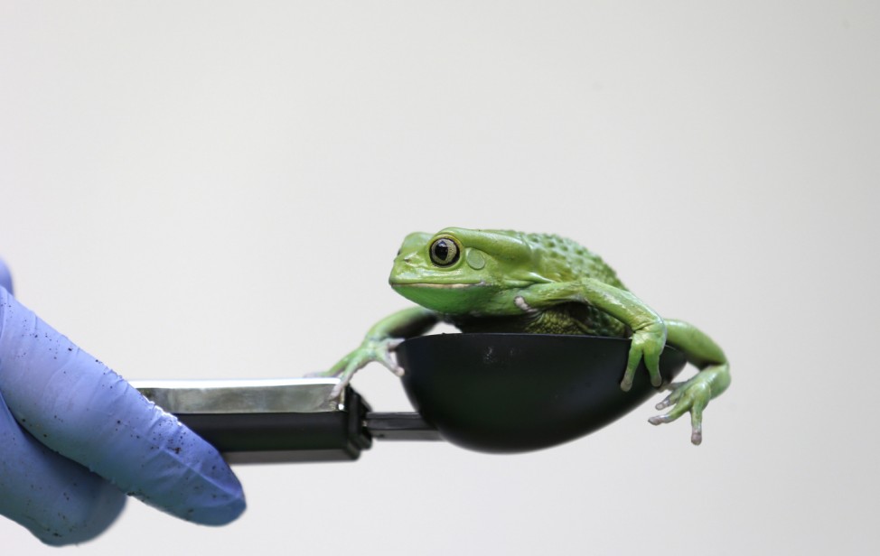 A waxy monkey tree frog is weighed in a measuring device during a photocall to publicize the annual measuring of all the animals at the London Zoo, in central London