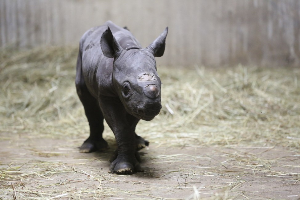 An Eastern black rhinoceros calf seen at the Lincoln Park Zoo in Chicago