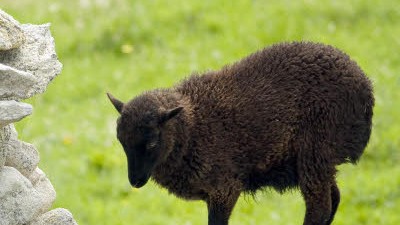 Klimawandel: Das dunkle Fell wird den Schafen zunehmend zum Verhängnis.