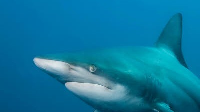 Strände gesperrt: Unerwünschter Badegast: An Spaniens Küste wurde ein Hai gesichtet
