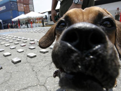 Drogenhund in Puerto Cabello;Reuters