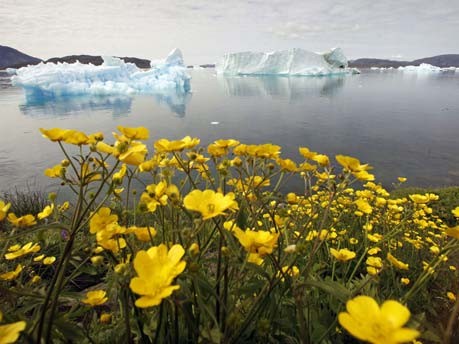 Eisberge und Wildblumen in Grönland;Reuters