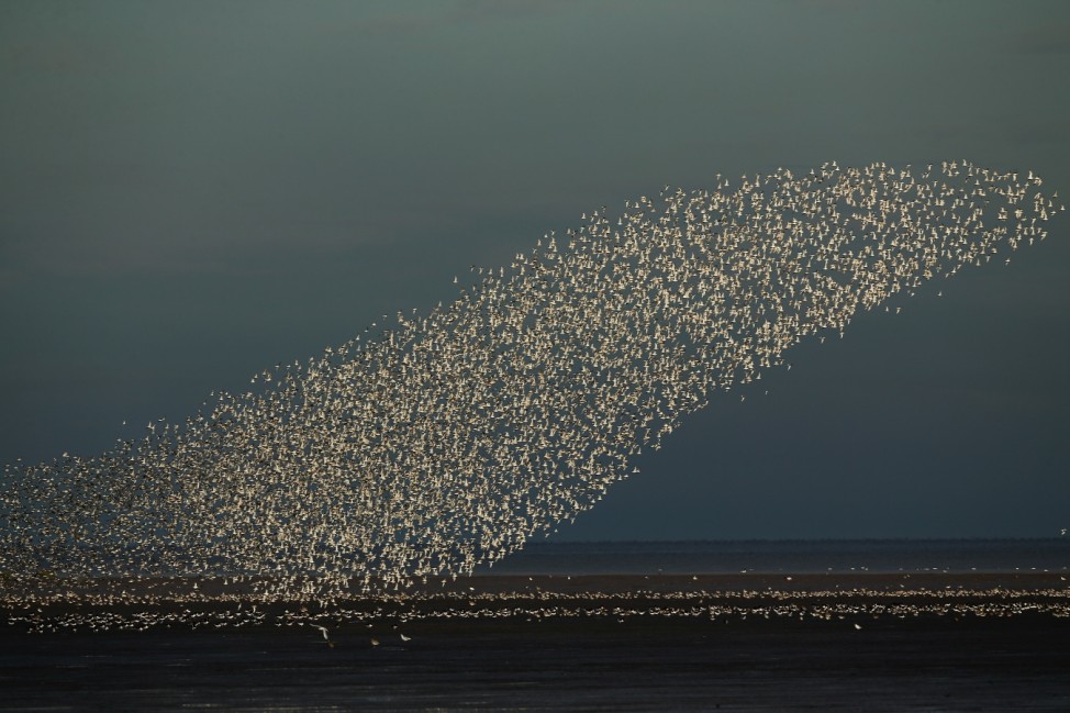 The Snettisham Spectacular As High Tides Cause Thousands Of Birds To Take Flight