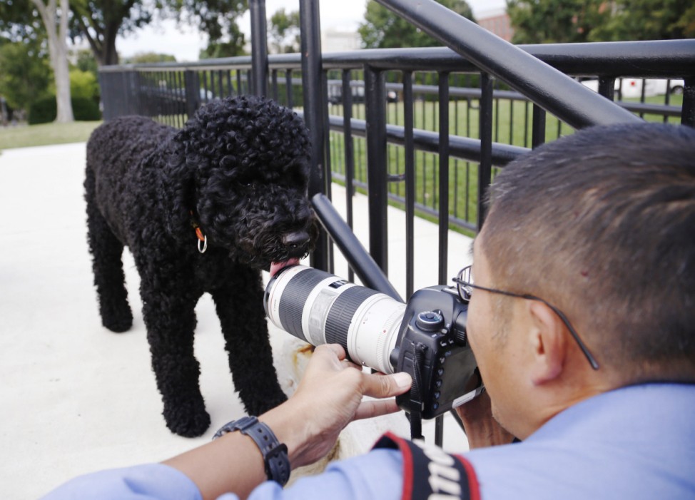 Sunny, the new Portuguese Water Dog at the Obama White House, licks the front of a photographer's lens in Washington