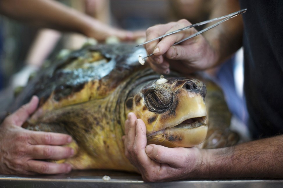 *** BESTPIX *** Israel's Sea Turtle Rescue Center