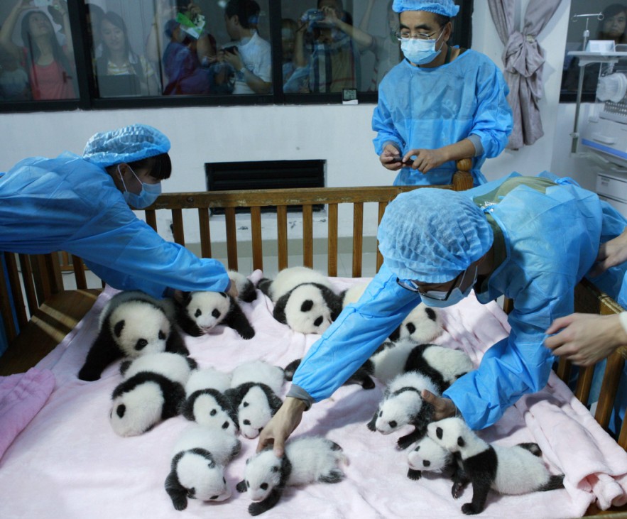Breeders take care of giant panda cubs inside a crib at Chengdu Research Base of Giant Panda Breeding in Chengdu