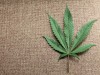 A marijuana leaf is displayed at Canna Pi medical marijuana dispensary in Seattle