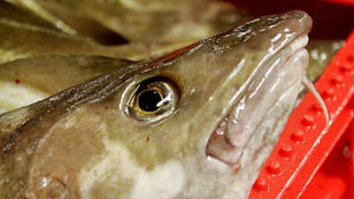 Begehrtes Gut: Auch Fisch braucht Futter: Der Kabeljau bekommt häufig Fischmehl.