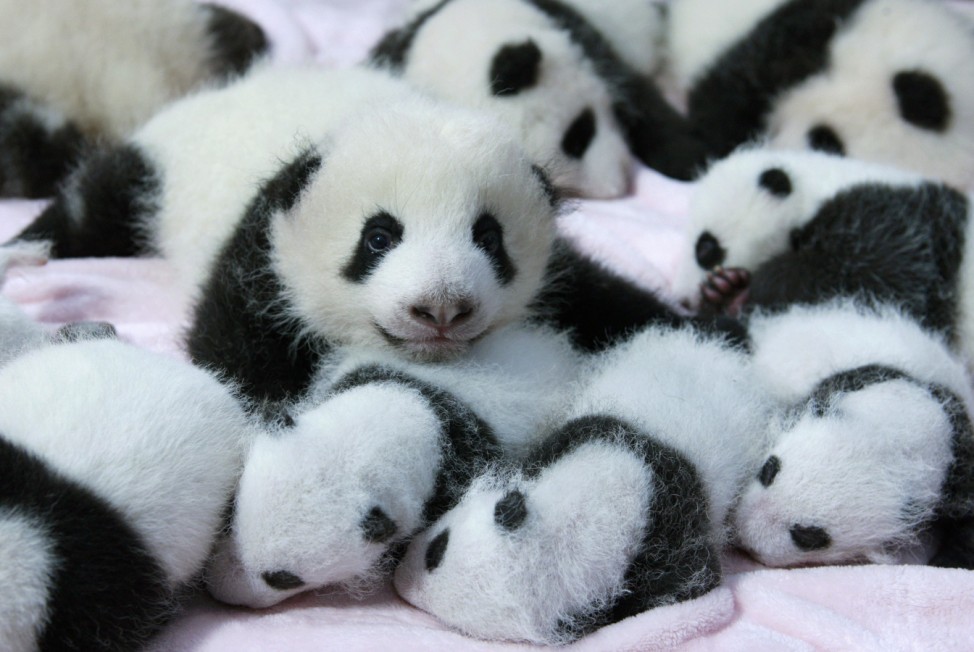 Giant panda cubs lie in a crib at Chengdu Research Base of Giant Panda Breeding in Chengdu