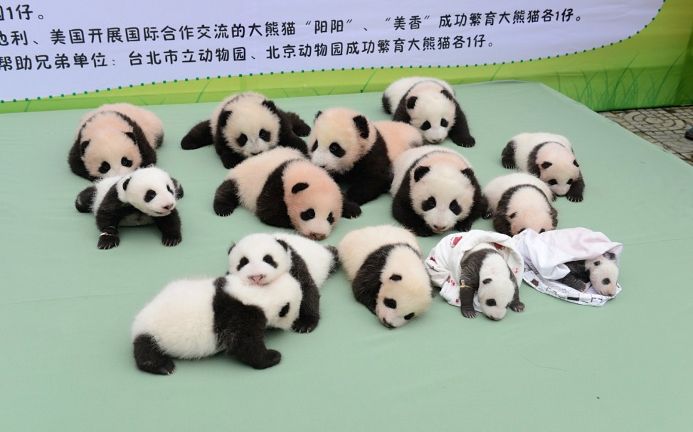 Giant panda cubs lie on a platform during a photo opportunity at the Bifengxia panda breeding centre in Ya'an