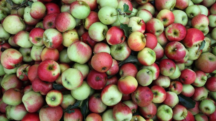 Apfelernte am Bodensee