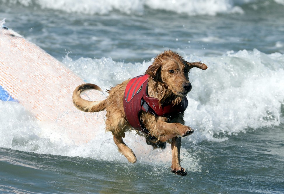 Fifth Annual Surf City Surf Dog competition