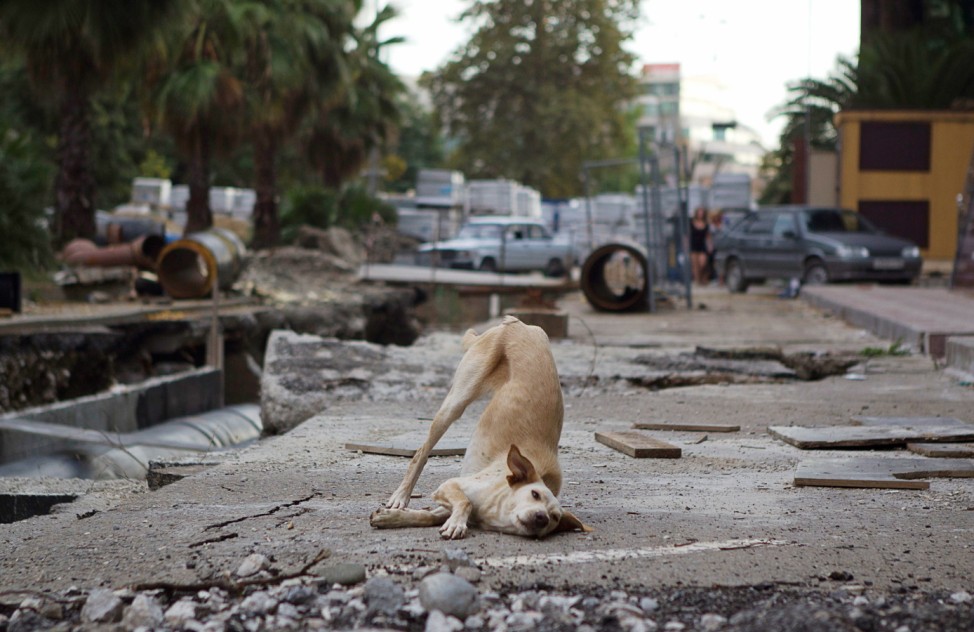 A dog frolics in the street in central Sochi