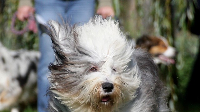 Hunderennen bei CaniFit: Bobtail Jasper - unterwegs mit wehendem Fellkleid