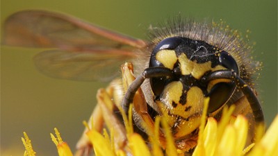 Geldstrafe droht: Wespen und Hornissen werden von den meisten Menschen als nervige Plage empfunden.