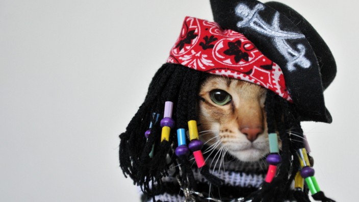 Tiere als Anziehpuppen: Jack Sparrow lässt grüßen: Katze auf der Katzenausstellung in der kirgisischen Hauptstadt Bischkek.