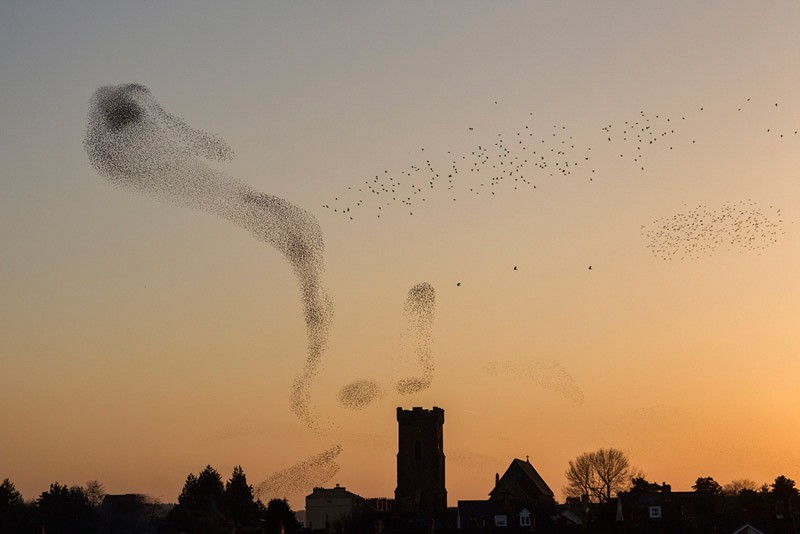 Starlings over Carmarthen, South-west Wales by Nigel McCall - Winner, Urban view