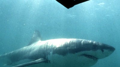 Fischerei: Auch Weiße Haie gibt es im Mittelmeer.