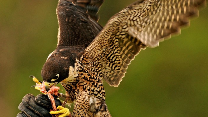Landwirtschaft: Mit Falken versuchen einige Winzer und Obstbauern in Kalifornien, andere Vögel zu verscheuchen