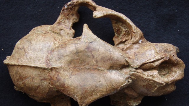 Überreste einer prähistorischen Großkatze entdeckt