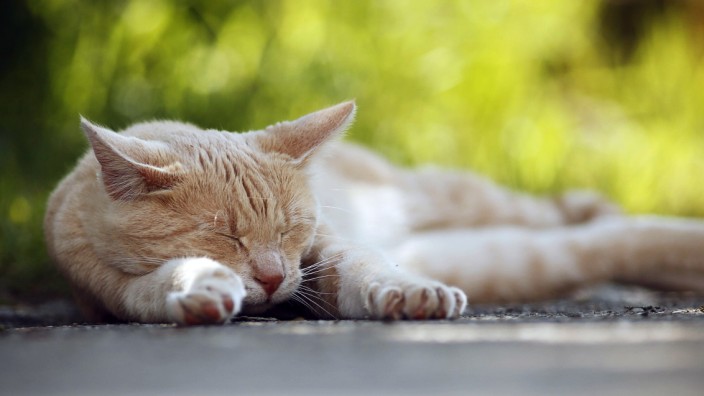 Katzen als Haustiere: Die Katze spitzt zwar vielleicht die Ohren, wenn ihr Besitzer nach ihr ruft. Ob sie reagiert, ist aber ein anderes Thema