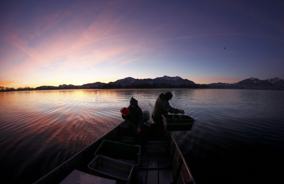 Fisherman Schaber, one of the oldest Chiemsee fishermen, and fisherman Boess haul in their nets with whitefish at lake Chiemsee near Prien