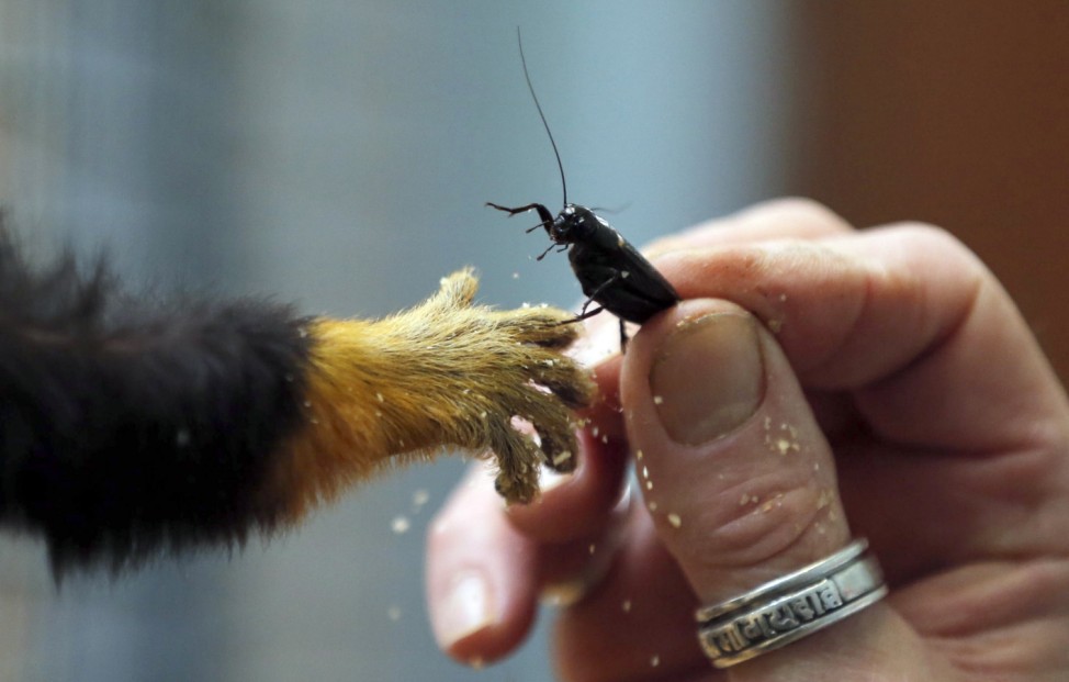 Janick Fetard, zoo keeper, gives a cricket to a tamarin monkey at the family-owned Palmyre Zoo in the 18 hectares pine forest of Les Mathes in the Charente Maritime region