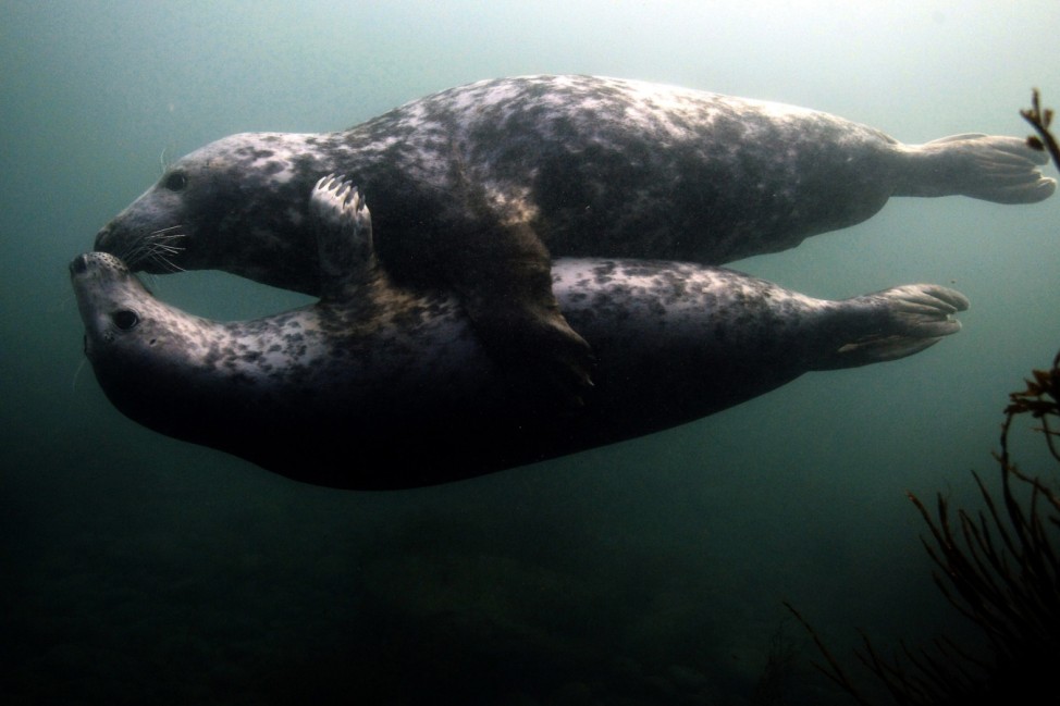 Grey seals play underwater by the Farne Islands off the Northumberland coast