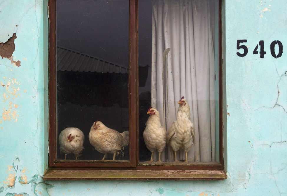 Chickens escape from the rain and cold near the home of former South African President Nelson Mandela in Qunu