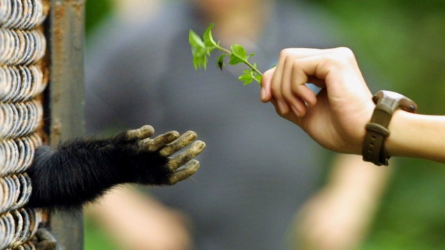 CHIMPANZEE RECEIVES A PLANT STEM FROM A VISITOR AT A GUANGZHOU ZOO
