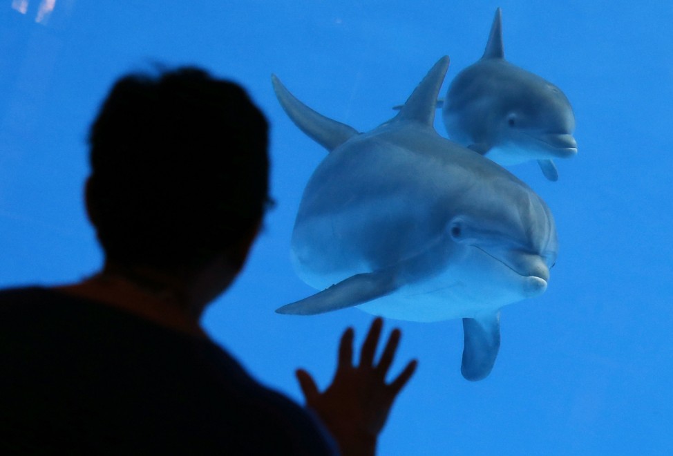 A woman waves to Tapeko and her new born male dolphin calf at the Brookfield Zoo in Chicago, Illinois