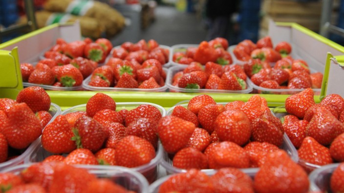Erdbeeren aus Bayern: Wahlfreiheit: In Bayern gereifte Erdbeeren sind auch Mitte Dezember etwa in der Münchner Großmarkthalle keine Seltenheit mehr.