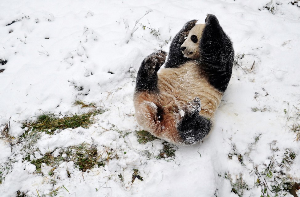 A giant panda plays after snow at a zoo in Kunming