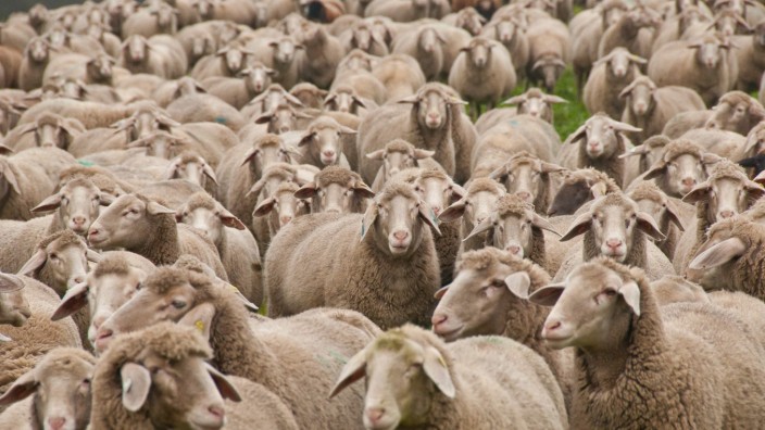 Tierschutz: Vollkommen ungeklont: Schafe in Markt Schwaben in Bayern