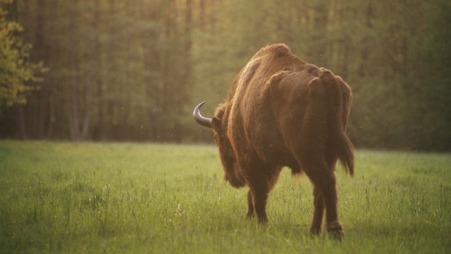 Wisent (Bison bonasus) im Bialowieza-Nationalpark in Polen