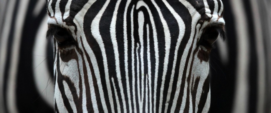 Grevy-Zebra