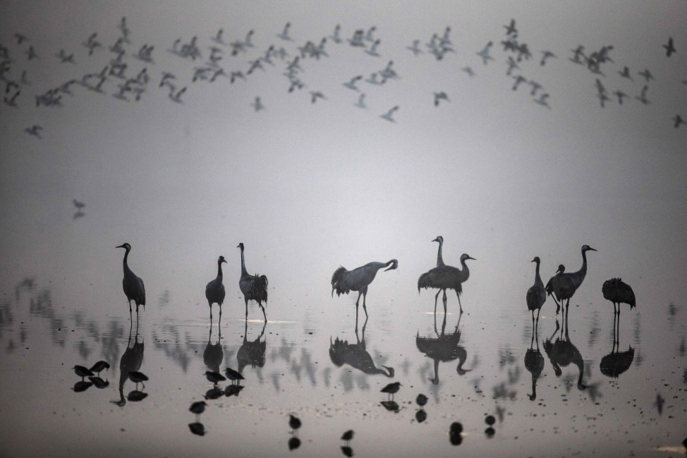 A flock of migrating cranes is seen at the Hula Lake Ornithology and Nature Park in northern Israel