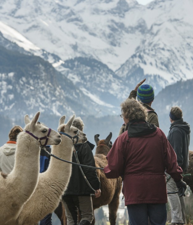Vacationers Trek With Lamas In German Alps